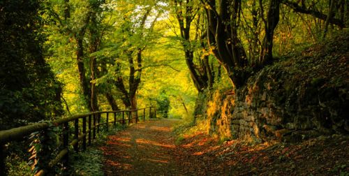 7769_0_MK_paisaje_camino_en_el_campo_100x50