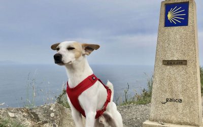 ¡El Camino de Santiago con perro, es posible!