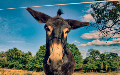 Legends of the Way: The Apostle’s Donkey